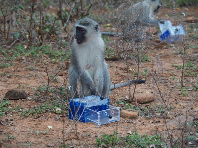 Monkeys learn from high status individuals!