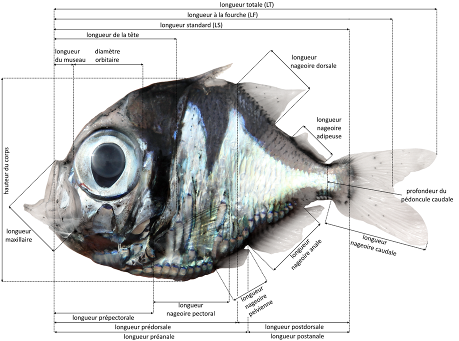Découverte d’une nouvelle espèce de poisson marin des grandes profondeurs, Polyipnus laruei
