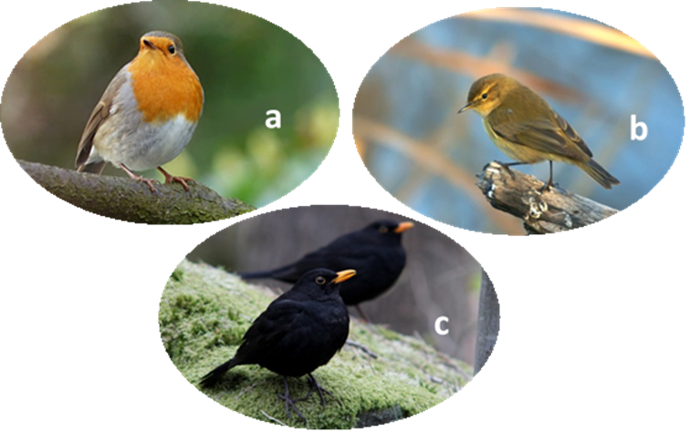 The influence of climate change on songbirds in France