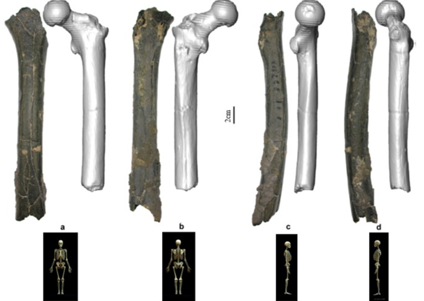 Nature and relationships of Sahelanthropus tchadensis