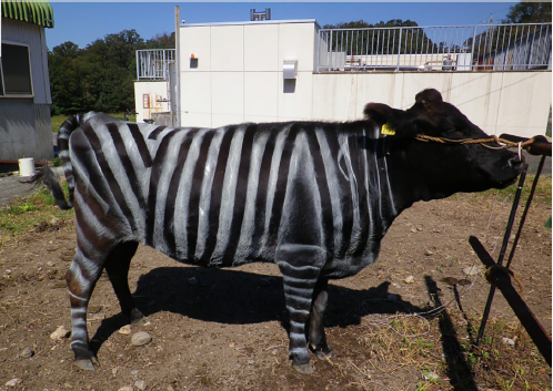 Et si on peignait les vaches avec des rayures de zèbre ?
