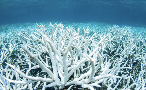 La vague de chaleur marine de 2016 dans le Pacifique Sud-Ouest : un évènement combiné « El Niño – Oscillation de Madden-Julian »