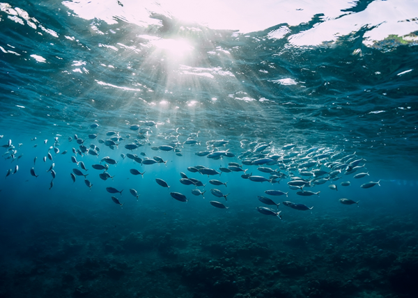 Le réchauffement climatique a-t-il un impact sur la diversité des écosystèmes maritimes européens ?